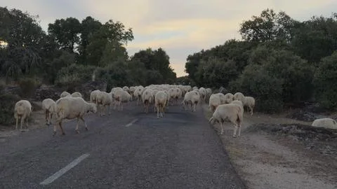 Flock of Sheep Blocking Road at Dusk in Rural Setting Foto stock