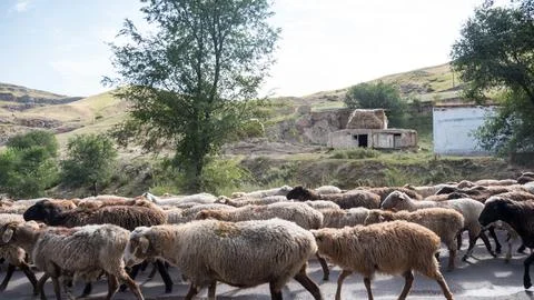 Flock of sheep blocking the road Stock Photos