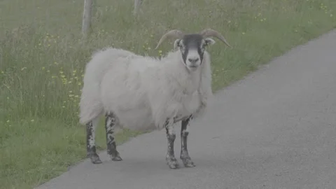 Flock of Sheep Blocking Rural Road on Lismore Island | Scottish Highlands Stock Footage 331312018