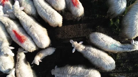 Flock of Sheep Breeding in The Green Grass Mountain Meadow  White Sheep on Sunny Stock Footage 172306737