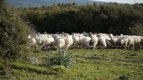 Flock Of Sheep Browsing Grass 스톡 동영상 53503709