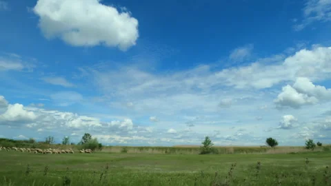Flock of sheep from car in motion Video stock 154416667