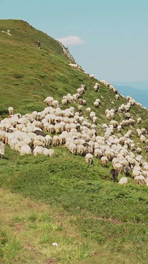 A flock of sheep in the Carpathian mountains Stock Footage 346227770