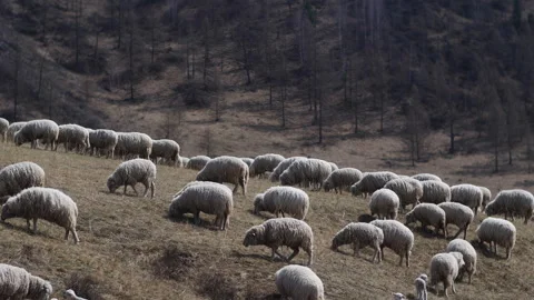 A flock of sheep chews grass on a mountain slope. Autumn landscape with trees Stock Footage 242395056