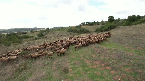 A flock of sheep climbs a hill during a cloudy day in summer Stock-Footage 210884383