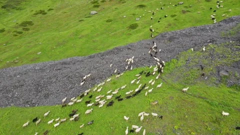 A flock of Sheep climbs the mountainside. Video stock 170854742