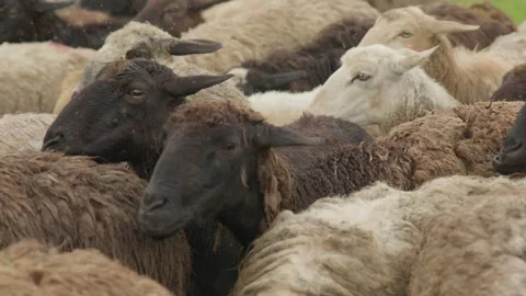 A flock of sheep in close-up Stock Footage 287869652