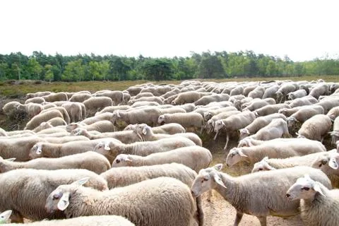 Flock of sheep close together Stock Photos