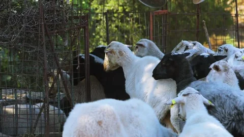 Flock of sheep coming home. Stock Footage 197376702