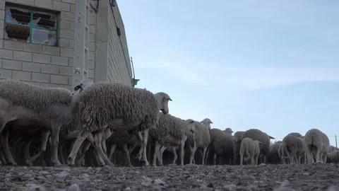 Flock of sheep coming out of the stable. 4K video. Zaragoza, Spain 動画素材 130489386