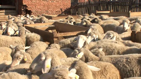 Flock of sheep in the corral Stock Footage 35709997