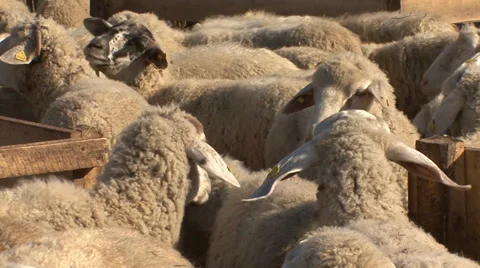 Flock of sheep in the cote Vídeo Stock 35716776
