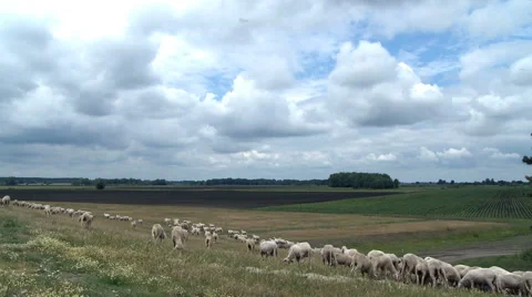 Flock of sheep on the country Video stock 46800903