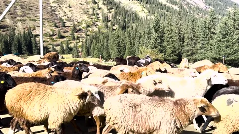 A flock of sheep crosses the road, causing a traffic jam Stock Footage 288362956