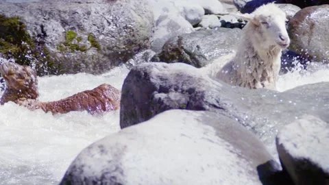 Flock of sheep crossing the river Stock Footage 235110532