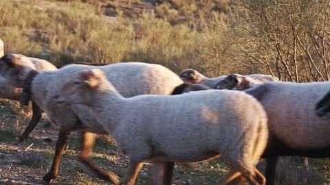 Flock of sheep crossing the screen, closeup. Prores Ultra HD Stock Footage 100984164