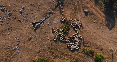 Flock Of Sheep Drinking Water In A Remote Dry Area Lit By Sunrise Vibrant Light Video stock 300446130