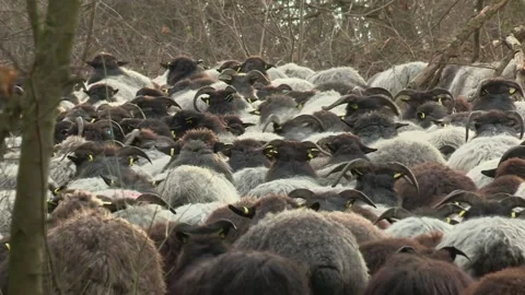Flock of sheep drive through a forest Stock Footage 195543102