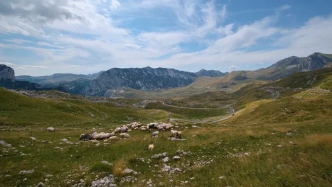 Flock of sheep. Durmitor panoramic road, Sedlo pass, Montenegro Stock Footage 116303729
