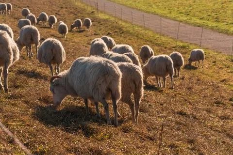 Flock of sheep on a dyke. Stock Photos