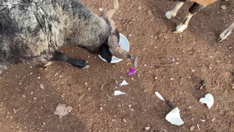 Flock sheep eat greedily cabbage from plate, farm farmland life in countryside Stock Footage 326972174