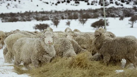 Flock of sheep eating fodder grass on snowy landscape Stock Footage 116749576