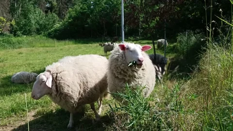 Flock Of Sheep Eating Grass In Field Near Forest Stock Footage 196162953
