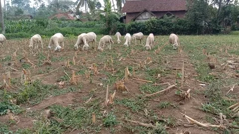 A flock of sheep eating grass Stock Footage 295325895