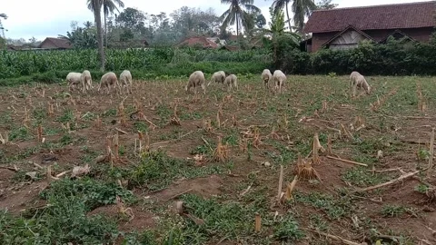 A flock of sheep eating grass Stock Footage 295325899