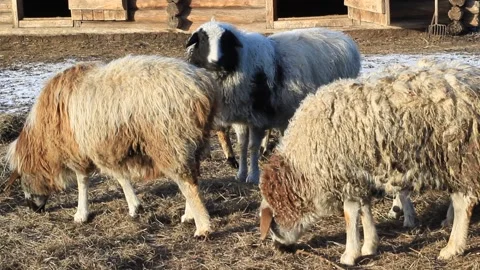 Flock of Sheep Eating Hay Grass on Farmland Stock Footage 167550193