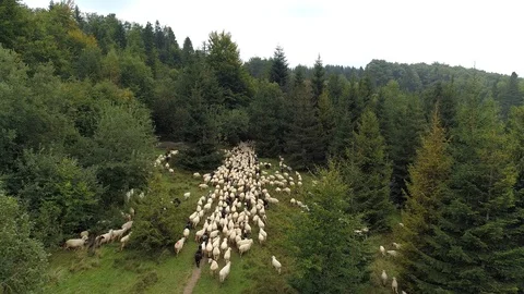 A flock of sheep enter the forest, aerial view Stock Footage 123654122