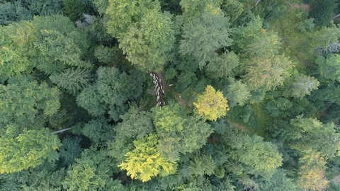 A flock of sheep enter the forest, aerial view Stock Footage 123654296