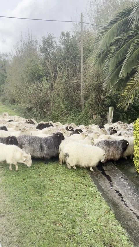 Flock of sheep entering entering a pen after crossing the road Stock Footage 254740350