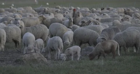 Flock of sheep (ewe and lambs) grazing in an airfield in early spring Video stock 268272214