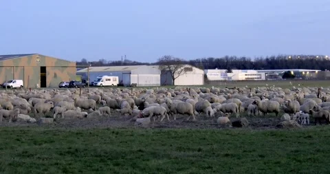 Flock of sheep (ewe and lambs) grazing in an airfield in early spring Stock-Footage 268272240