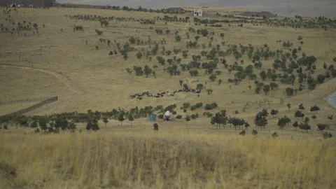 Flock of sheep from far away Stock Footage 218619292