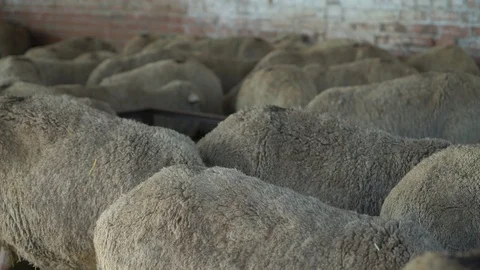 Flock of sheep on the farm 1 Видео 94996273