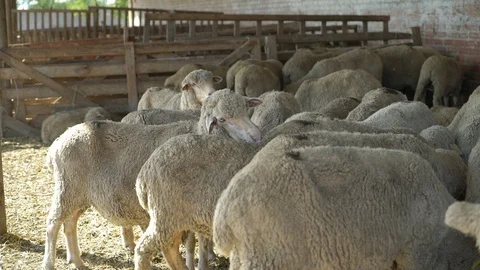Flock of sheep on the farm 2 Stock Footage 94996287