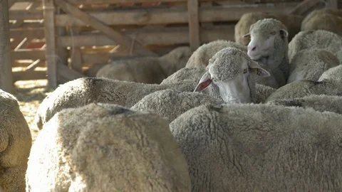 Flock of sheep on the farm 3 Video stock 94996307