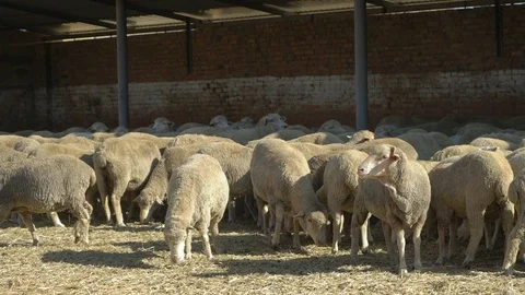 Flock of sheep on the farm 5 Stock Footage 94996778