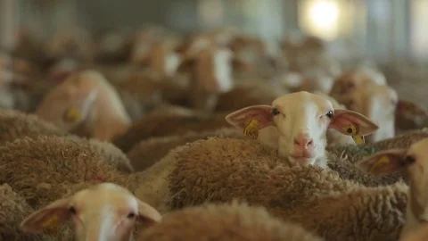 Flock of sheep on the farm Stock Footage 73781686
