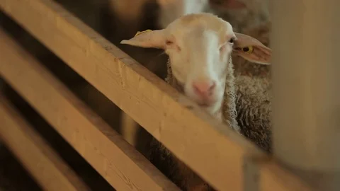 Flock of sheep on the farm Stock Footage 73781764