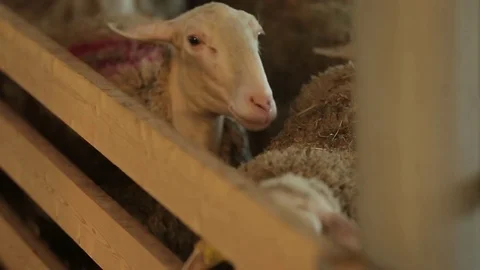 Flock of sheep on the farm Stock Footage 73781835