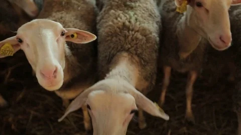 Flock of sheep on the farm Stock Footage 73782954
