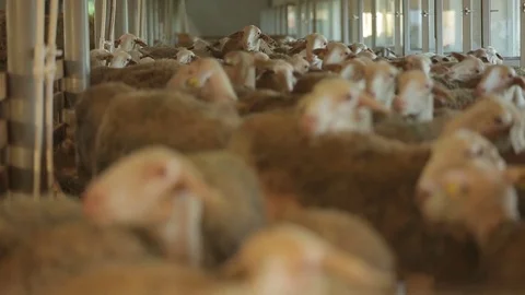 Flock of sheep on the farm Stock Footage 74407333