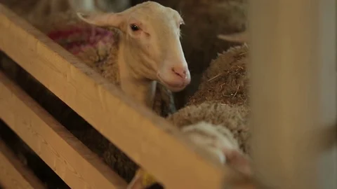 Flock of sheep on the farm Stock Footage 74407348