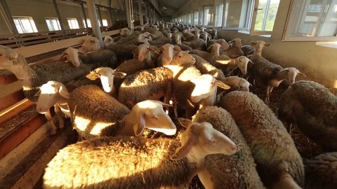 Flock of sheep on the farm Stock Footage 74407601