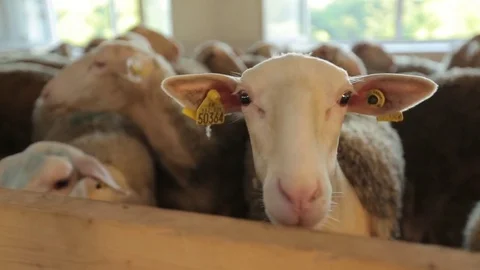 Flock of sheep on the farm Stock Footage 74407622