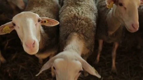 Flock of sheep on the farm Stock Footage 74407645