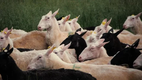A flock of sheep on a farm Stock Footage 132622543